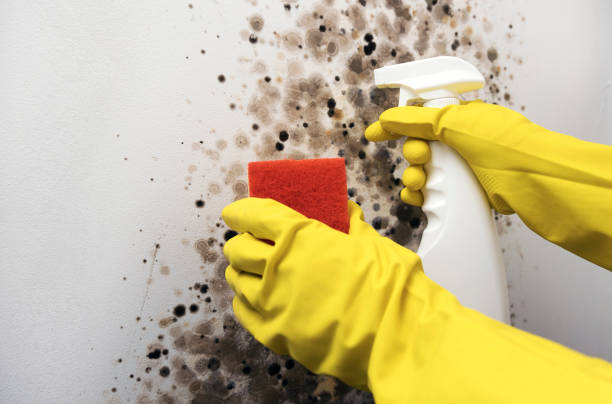 Best Basement Mold Remediation in Placitas, NM