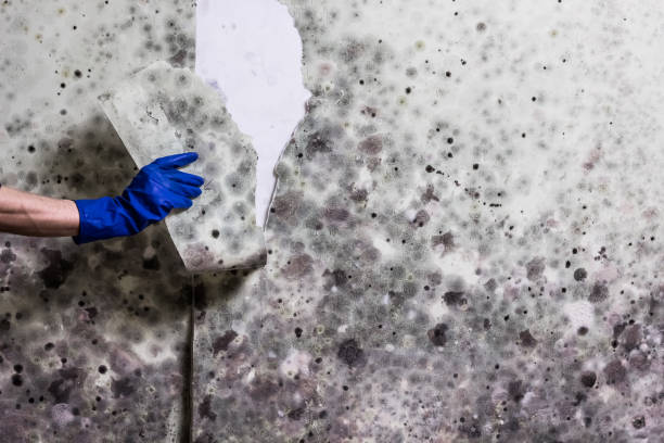 Best Mold Remediation for Specific Building Types in Placitas, NM