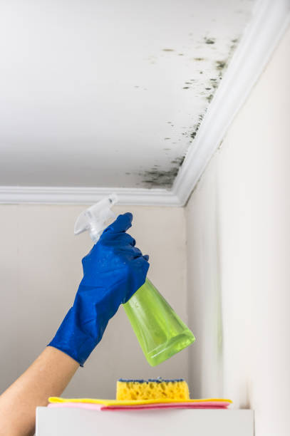Professional Mold Remediation in Placitas, NM